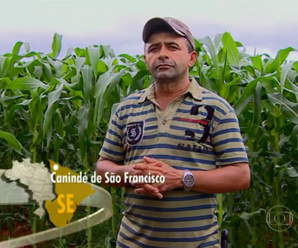 Milho verde irrigado pela Cohidro é manchete no Globo Rural