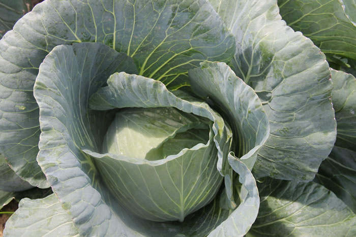 Irrigante da Cohidro cultiva repolho de alta produtividade em Lagarto