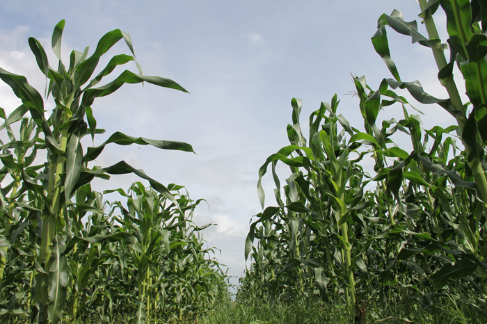Governo do Estado garante água para 20 mil pela Cohidro e prevê R$ 2 mi do PAA