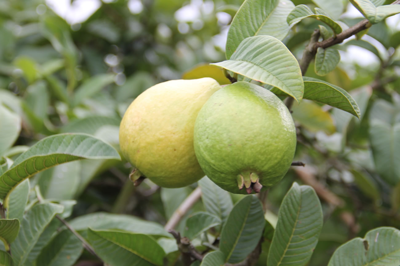 Sergipe Rural fez reportagem do Dia de Campo sobre a Goiaba