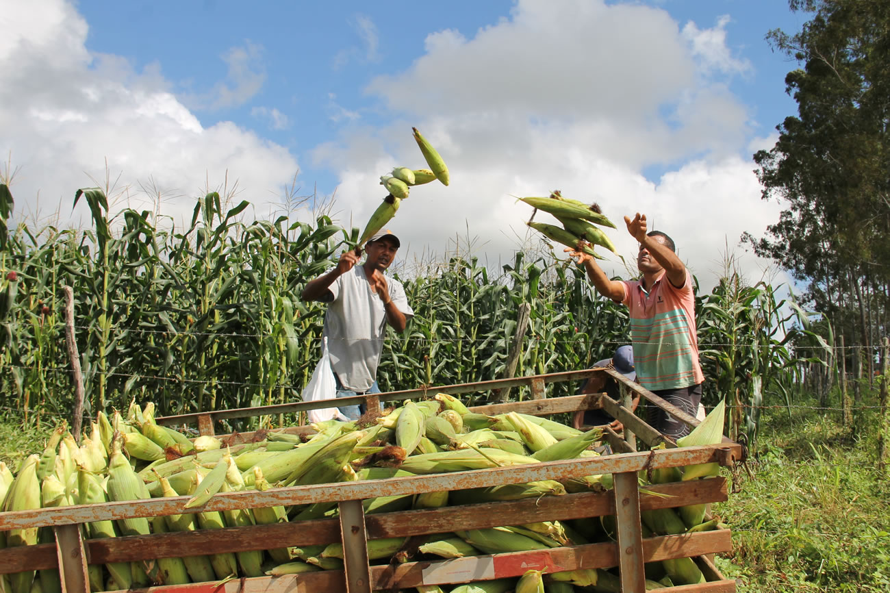 Milho verde irrigado pela Cohidro vai colher mais de 4 milhões de espigas em junho
