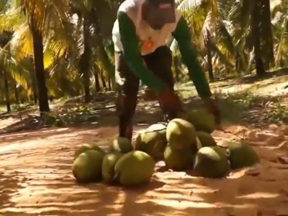 Sergipe Rural sobre coco do Platô de Neópolis para exportação