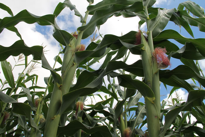 Milho verde dos festejos juninos está garantido pela irrigação pública do Estado