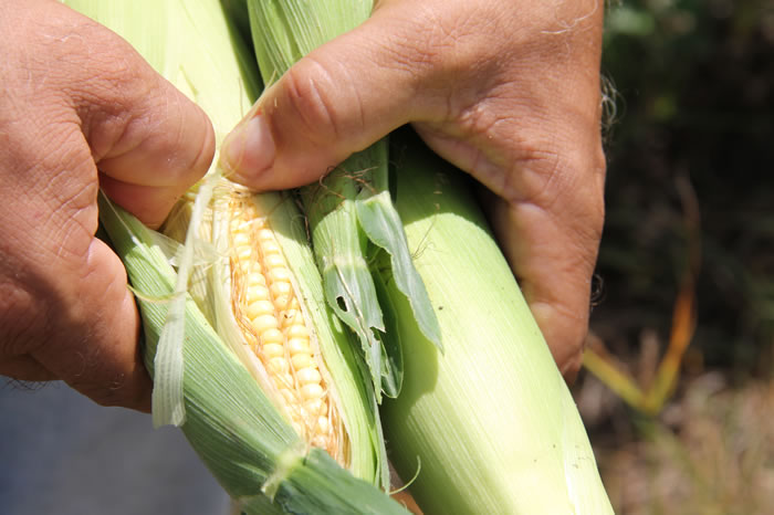 Milho produzido no Perímetro de Canindé promove integração Irrigado-Sequeiro ao servir à nutrição animal