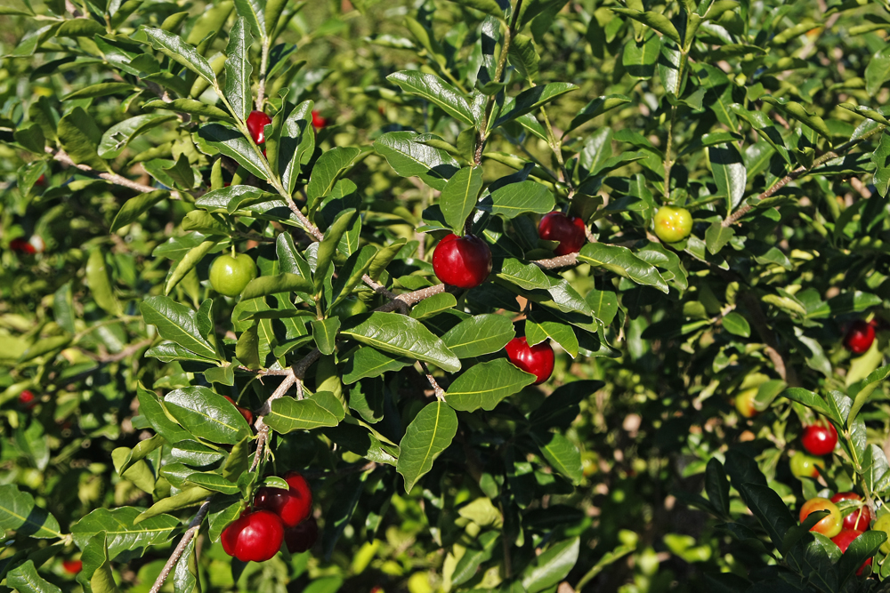 Cohidro recebe mais de R$ 11 milhões em investimentos e melhora vida dos produtores sergipanos