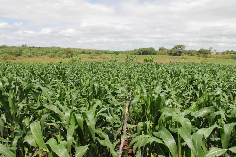 IBGE prevê 770 mil toneladas de milho em Sergipe
