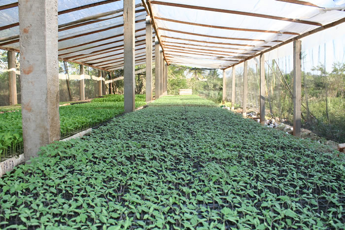 Governo impulsiona irrigação da produção de mudas em Canindé