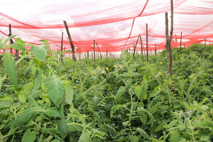 Sistemas de cultivo protegido são viáveis na Cohidro em Lagarto
