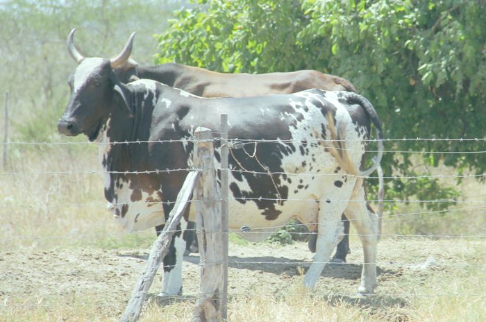Irrigantes da Cohidro em Tobias Barreto reduzem custo do leite