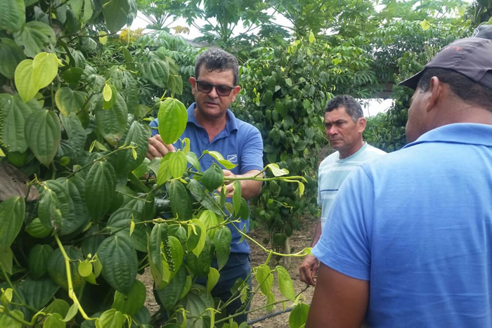 Visita técnica à produção de Pimenta-do-reino anima irrigantes pela Cohidro