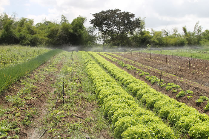Agricultura orgânica cresce entre irrigantes pela Cohidro em Malhador e Riachuelo