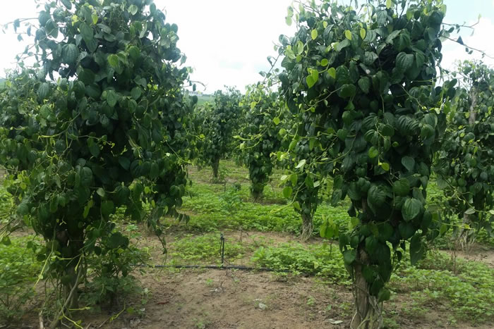 Tem início campo experimental de Pimenta-do-reino na Cohidro em Lagarto