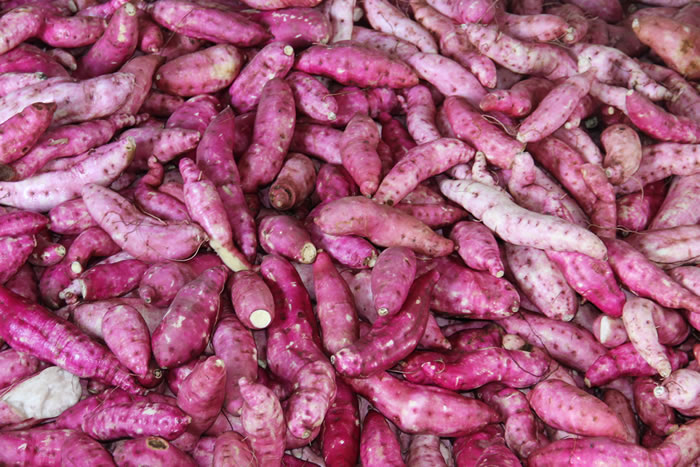 Perímetro Jacarecida I da Cohidro é líder na produção de Batata-doce