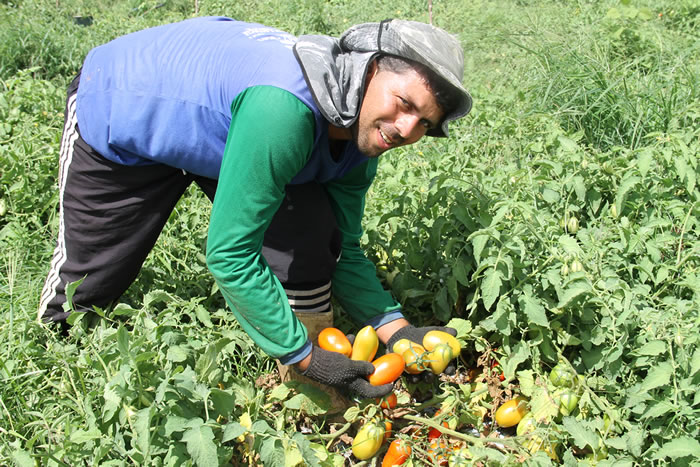 Fertirrigação e cultivo em lona contribui com Tomate em Perímetro da Cohidro