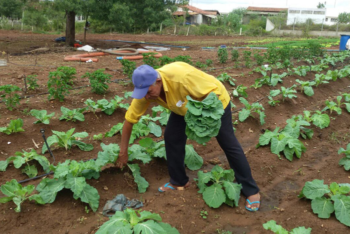 Espaço cedido pela Cohidro usa novo modo de comercialização de hortaliças