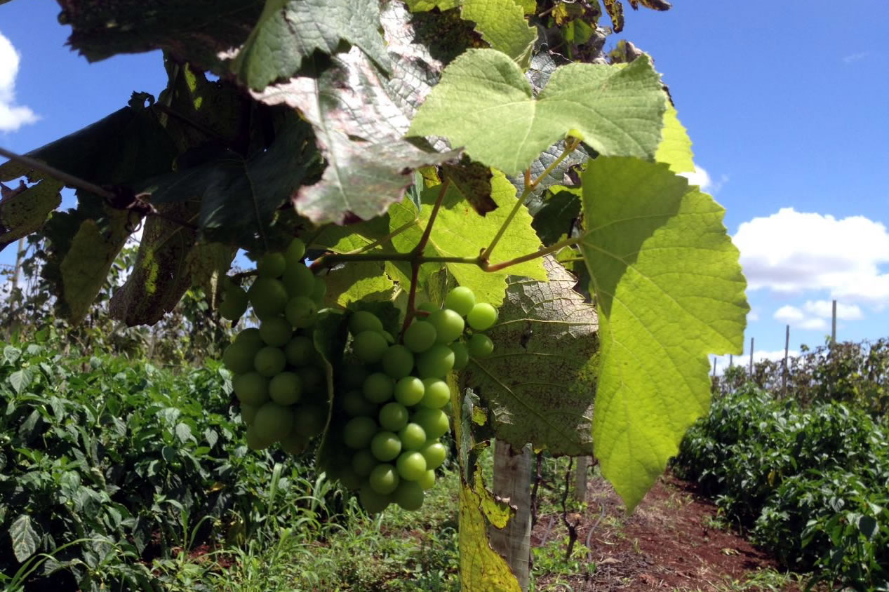 Primeira poda das uvas e início da produção de pera no Perímetro Califórnia