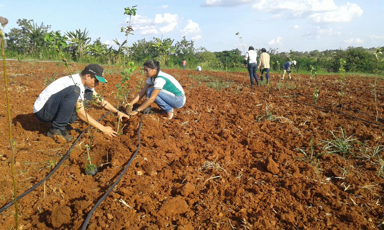 Convênio com a Embrapa introduz pera no perímetro da Cohidro em Canindé