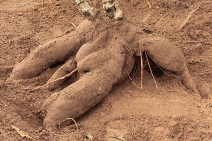 Irrigante da Cohidro em Malhador colhe macaxeira gigante