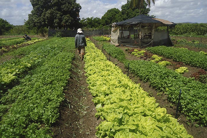 Irrigação da Cohidro tem colheita recorde de 115 mil toneladas