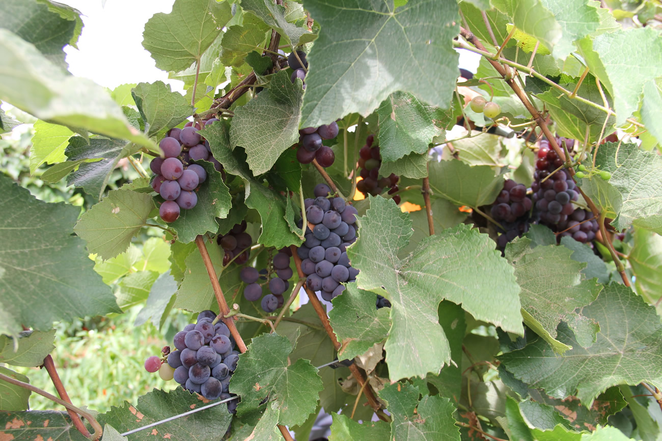 Colheita de uva no Perímetro Irrigado Califórnia