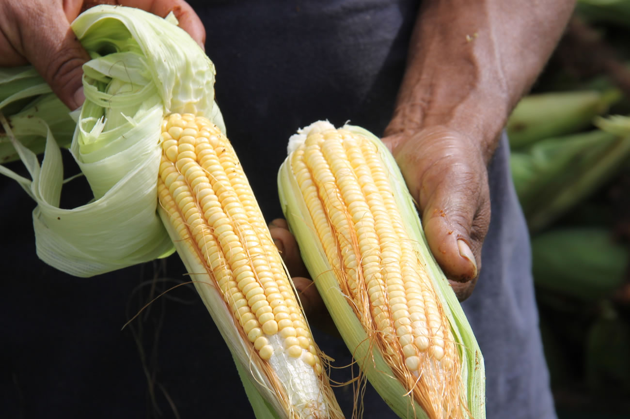 Agricultura familiar dá sabor aos festejos juninos em Sergipe