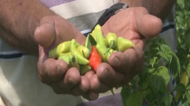 Sergipe Rural mostra pimentas produzidas no perímetro Califórnia