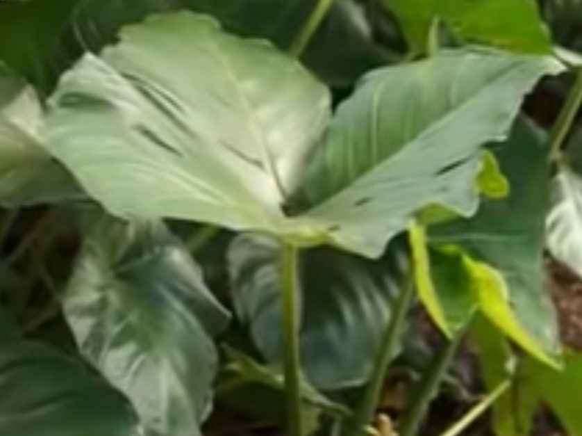 #SergipeRural mostrou a Taioba no Perímetro Piauí