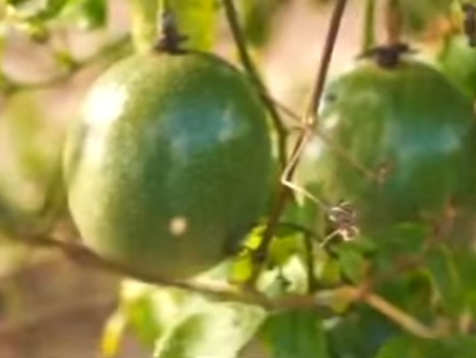 Sergipe Rural mostra cultivo de maracujá no Perímetro Piauí