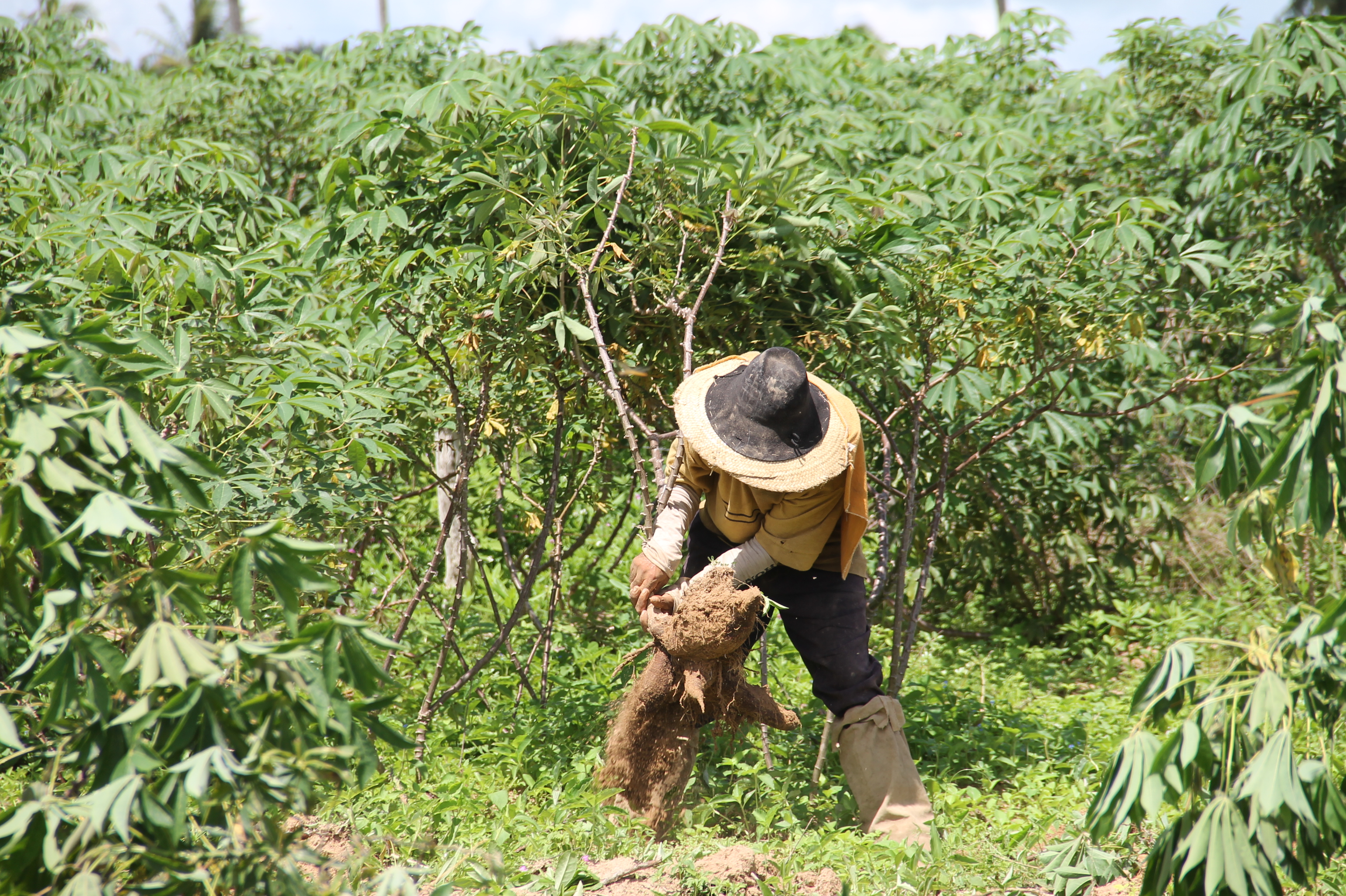 Mandioca cultivada no Perímetro Piauí