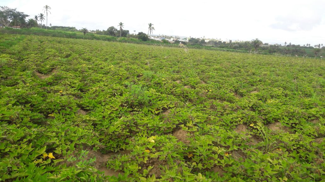 Evolução de campo de Batata-doce no Perímetro Piauí