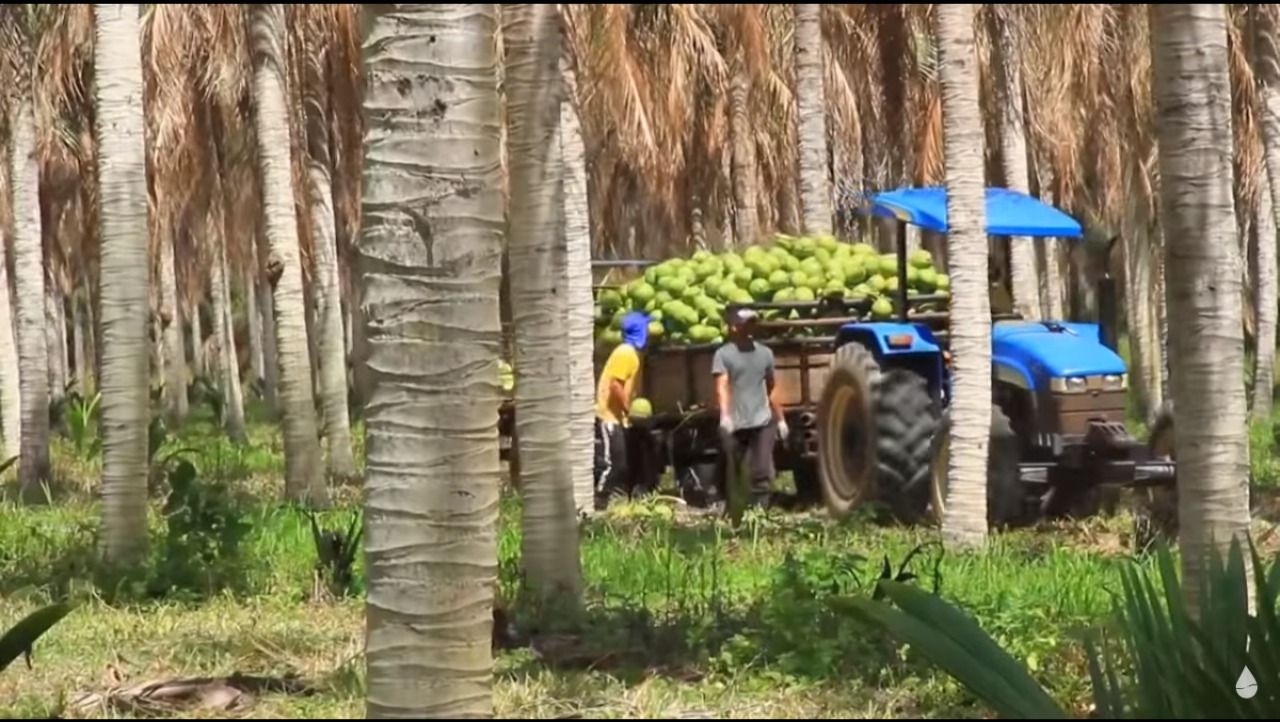 Sergipe se destaca entre os três maiores produtores de coco verde do país