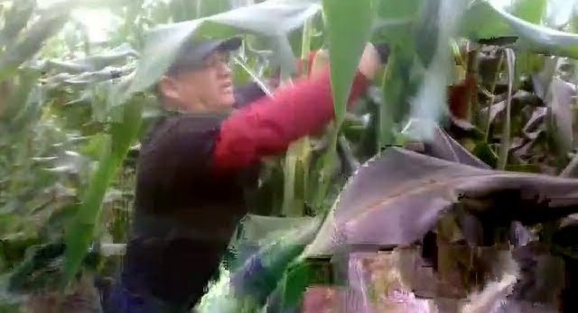 Cohidro 35 anos: R$ 100 mi anuais de renda da produção agrícola nos perímetros