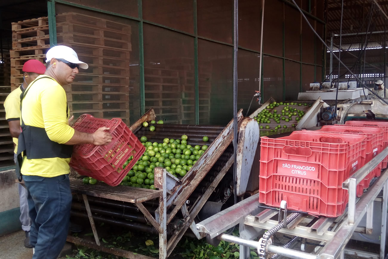Produção de limão taiti no Platô de Neópolis conquista reconhecimento internacional