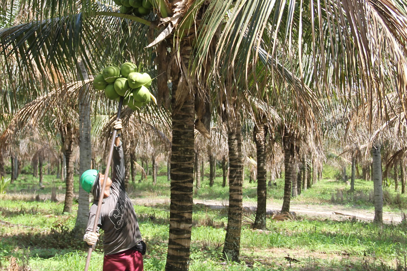 Do Platô de Neópolis vem quase todo coco verde do estado 3º maior produtor