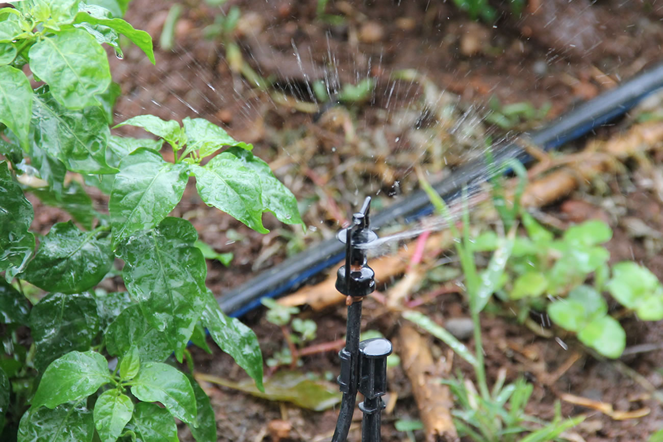 Horta orgânica coletiva no Perímetro Irrigado Califórnia