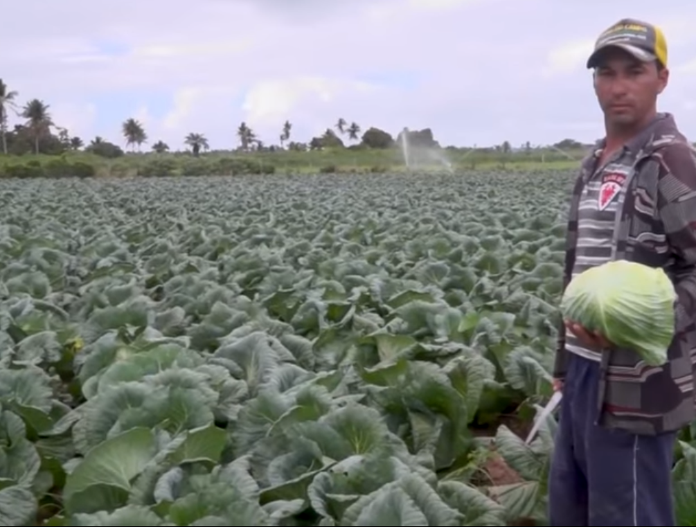 Repolho irrigado pela Cohidro no Sergipe Rural