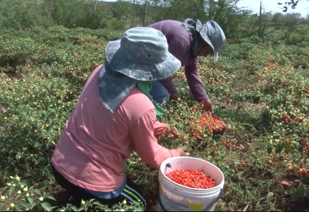 Produtor aposta na pimenta biquinho e silagem no perímetro Califórnia