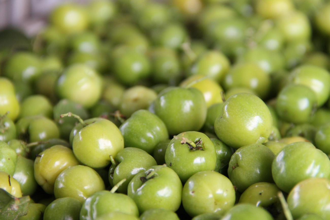 Acerola verde amplia renda de irrigantes em perímetro mantido pelo governo do Estado