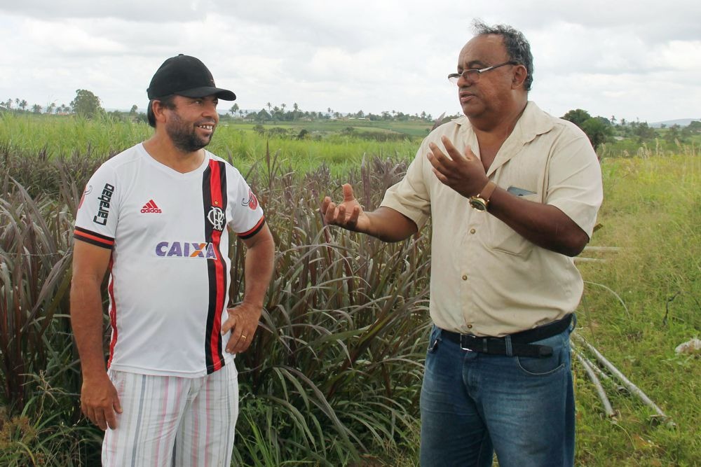 [vídeo] Sergipe Rural mostra que irrigantes em Lagarto buscam alternativas para plantar batata-doce