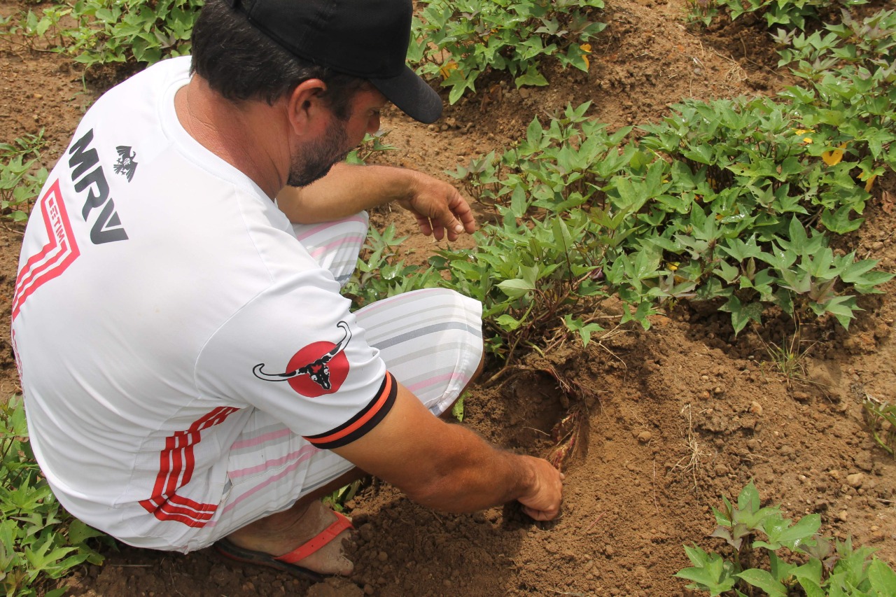 Agricultores e técnicos da Cohidro contornam crise no plantio da batata-doce irrigada em Lagarto