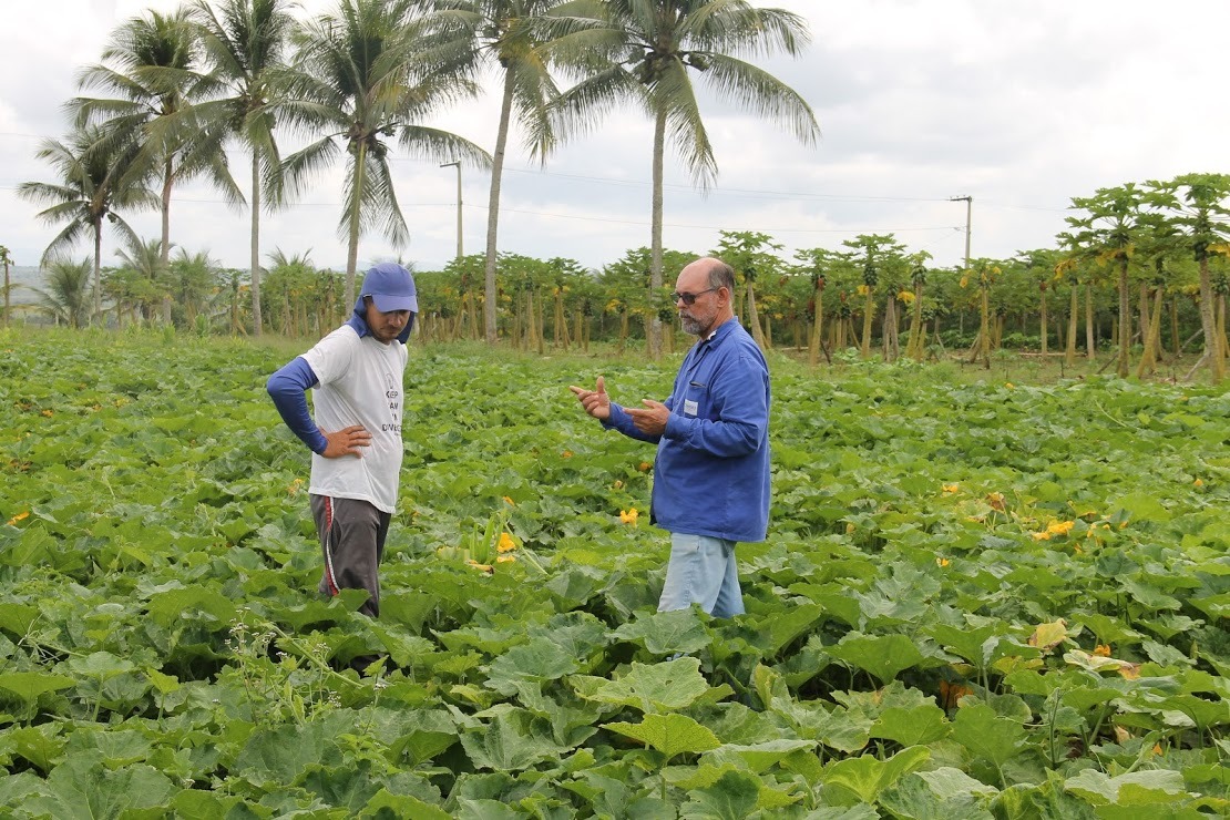 [vídeo] Abóbora é a nova aposta dos irrigantes de Lagarto