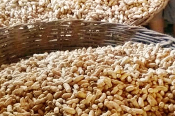 [vídeo] De onde vem o amendoim cozido? TV Alese foi ao perímetro da Cohidro para mostrar