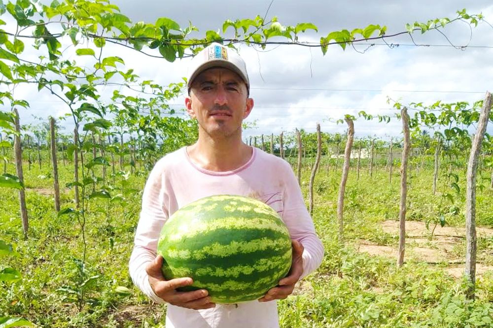 Melancia irrigada tem boa produtividade em perímetro irrigado da Cohidro em Lagarto