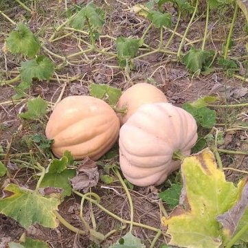 [vídeo] Programa Cultivos e Criações mostra que a abóbora é a nova aposta do perímetro Piauí