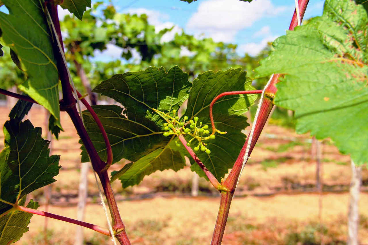 [vídeo] Irrigantes de Lagarto apostam no cultivo de uva em perímetro da Cohidro