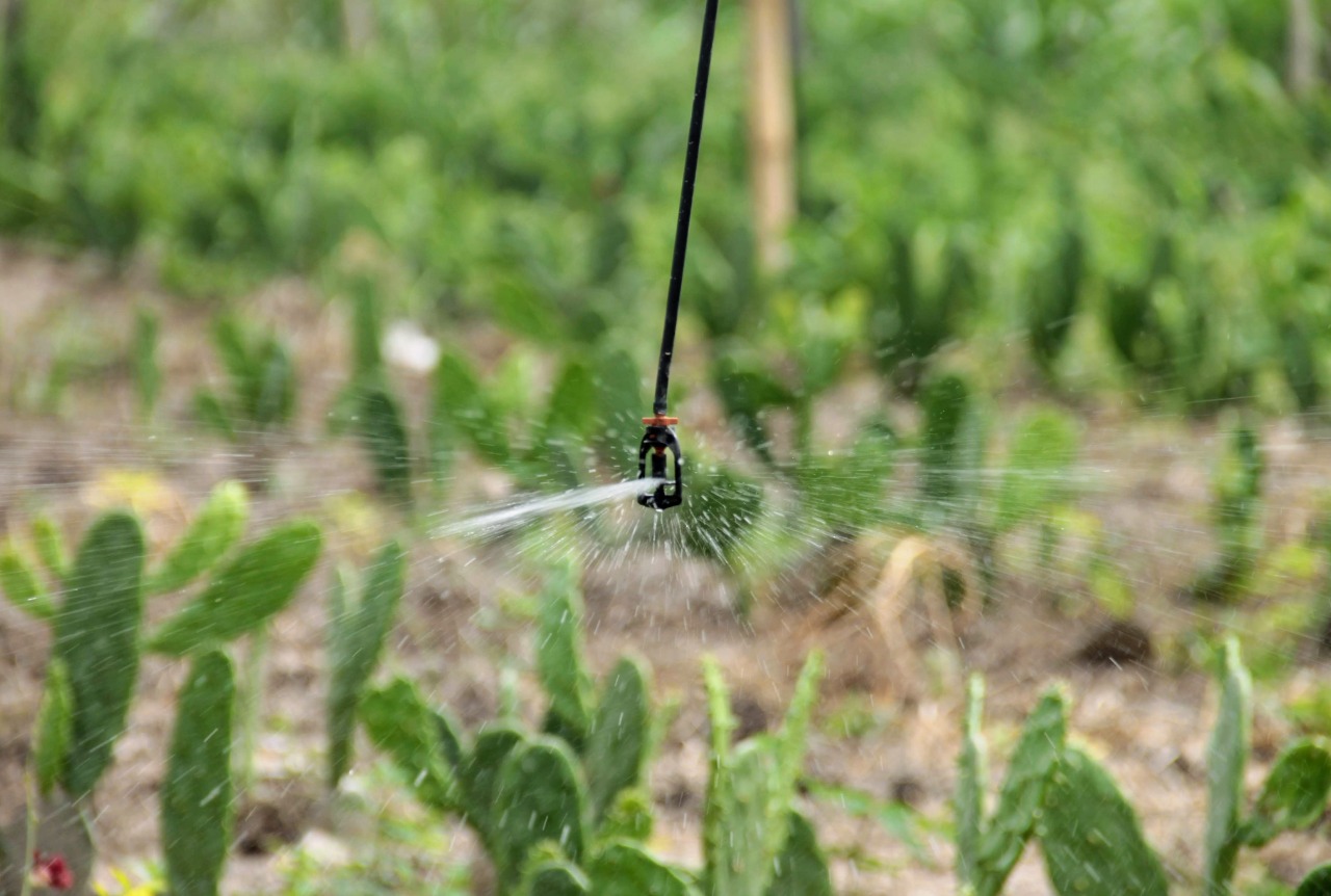 TOBIAS BARRETO | Irrigantes aderem ao plantio de palma forrageira como reserva de alimento para o gado