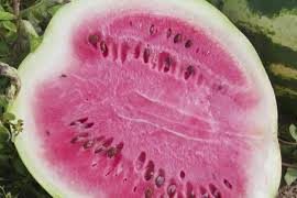 [vídeo] Melancia é nova aposta no perímetro da Cohidro em Lagarto