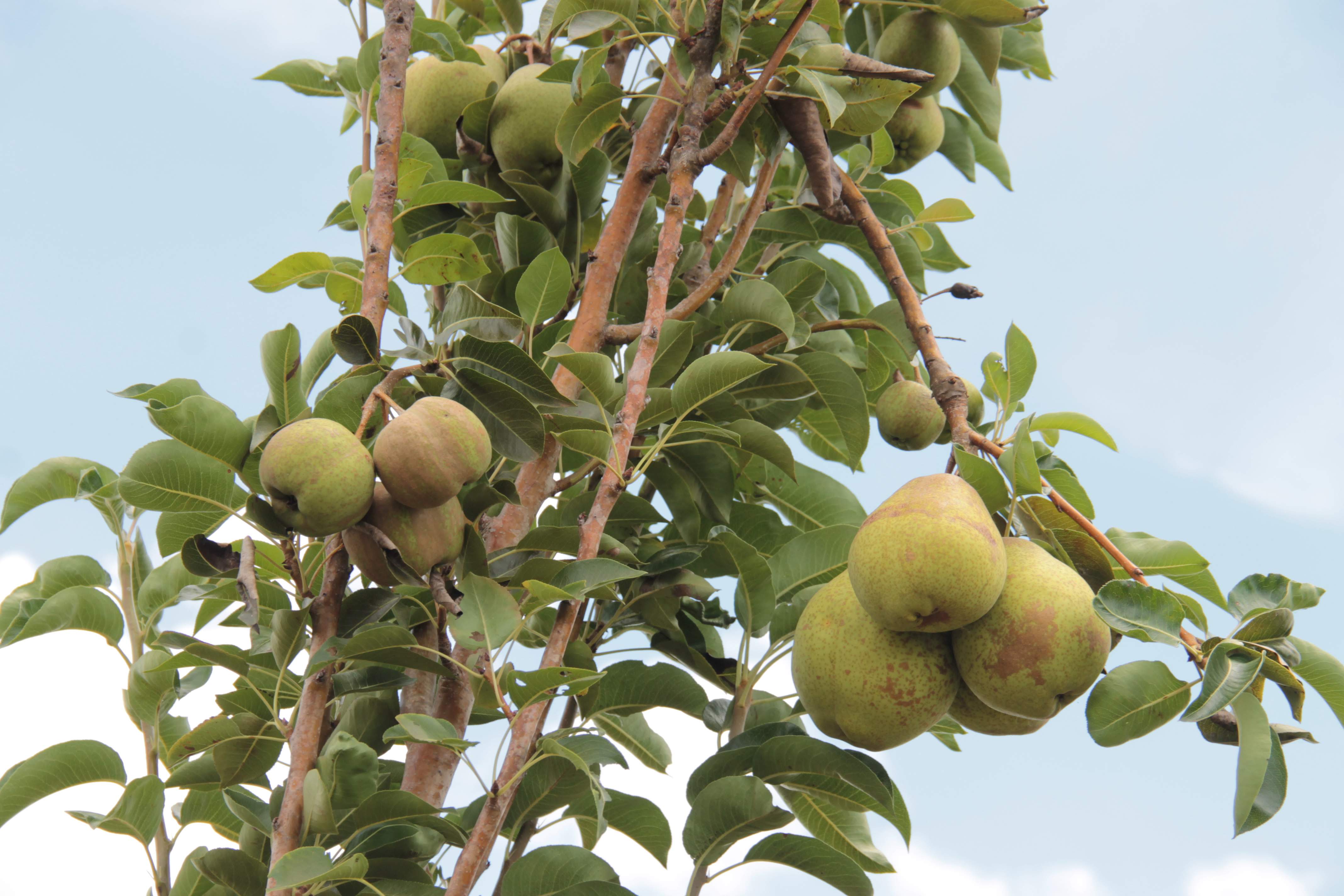 [vídeo] Campo experimental produz peras com irrigação do Governo do Estado no Alto Sertão