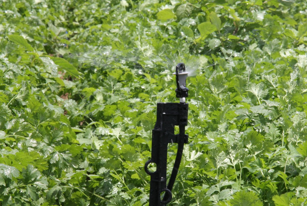 PRODUÇÃO IRRIGADA: Alta produtividade do Coentro abastece a região sergipana e parte da Bahia