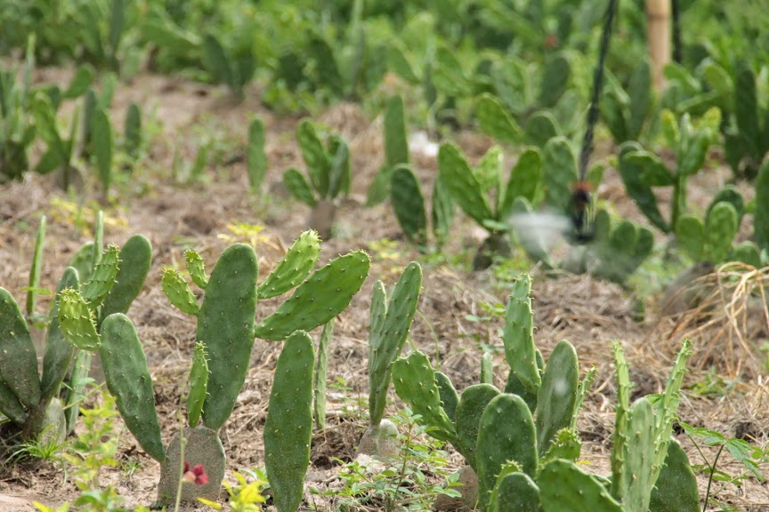 [vídeo] Sergipe Rural mostra cultivo de palma irrigada em Tobias Barreto